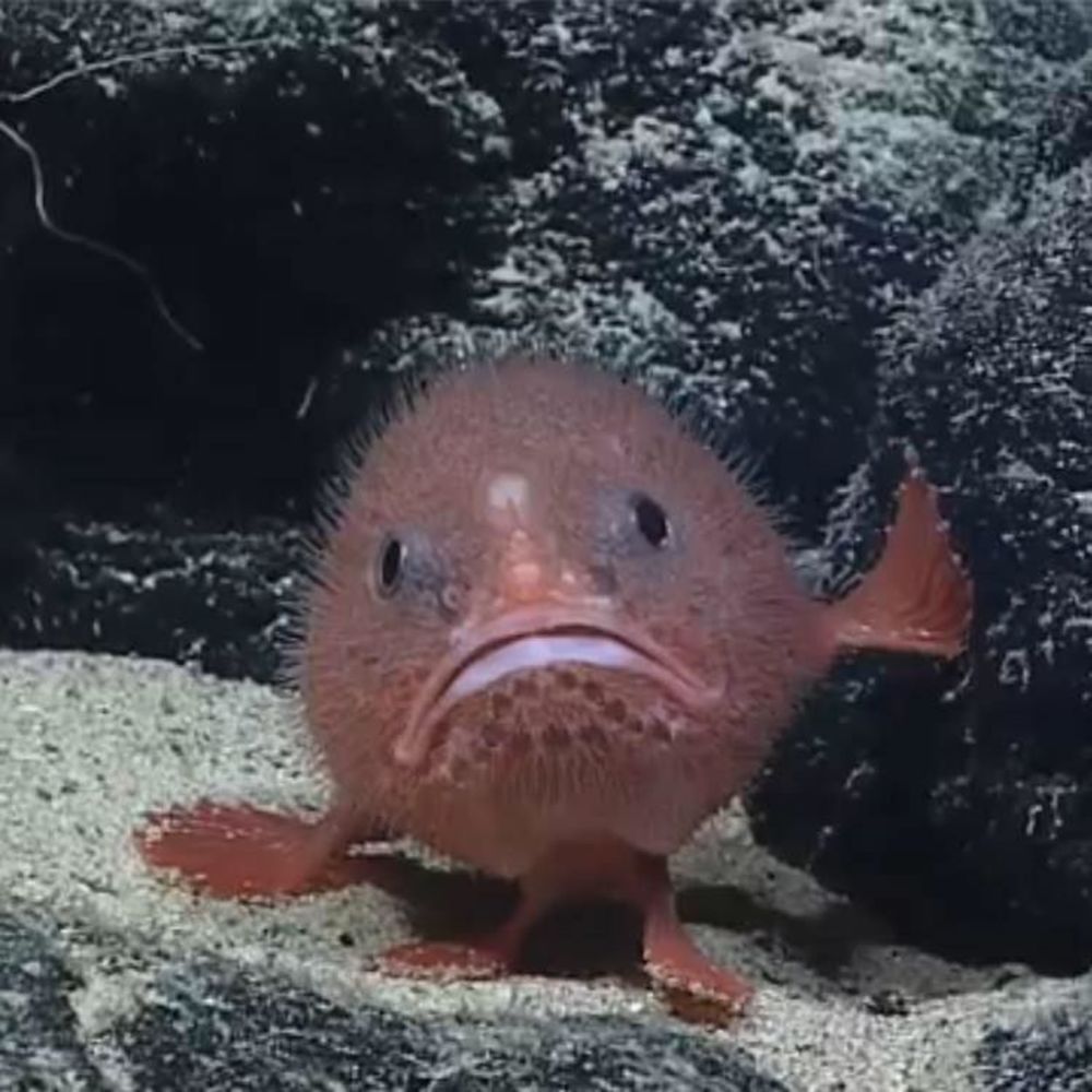 Meet your Posher, Sy